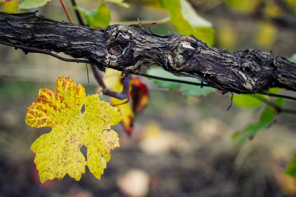 feuille-vigne-atuomne-champagne
