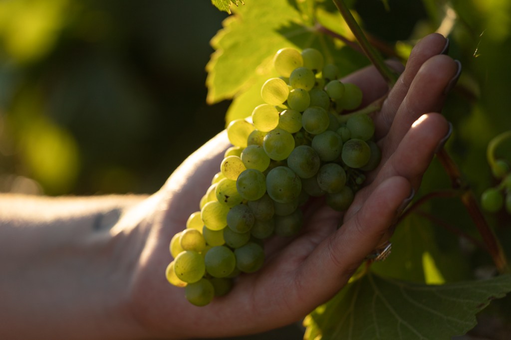 feuille-vigne-raisin-champagne