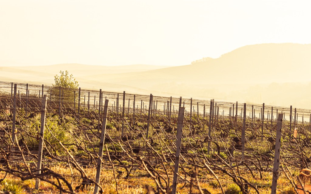 vigne-champagne-soleil