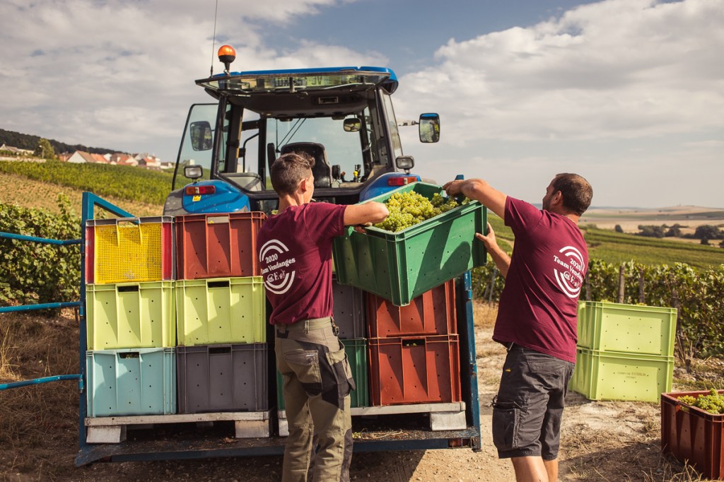 champagne-vigne-vendange-recolte-vigneron