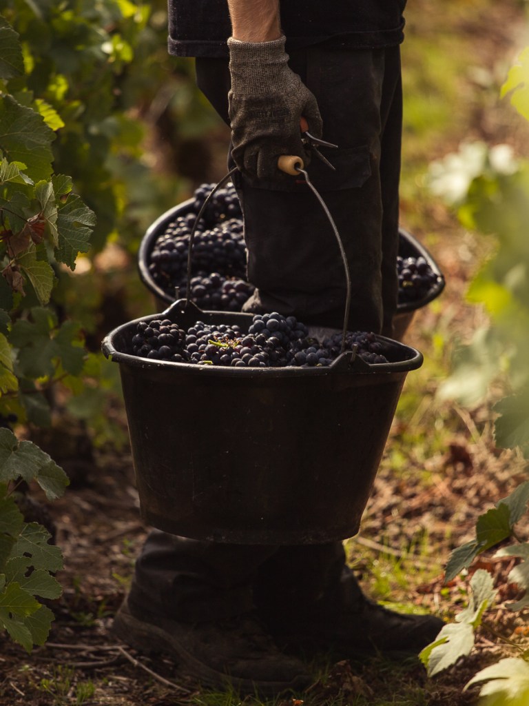 champagne-vigne-vendange-recolte-vigneron