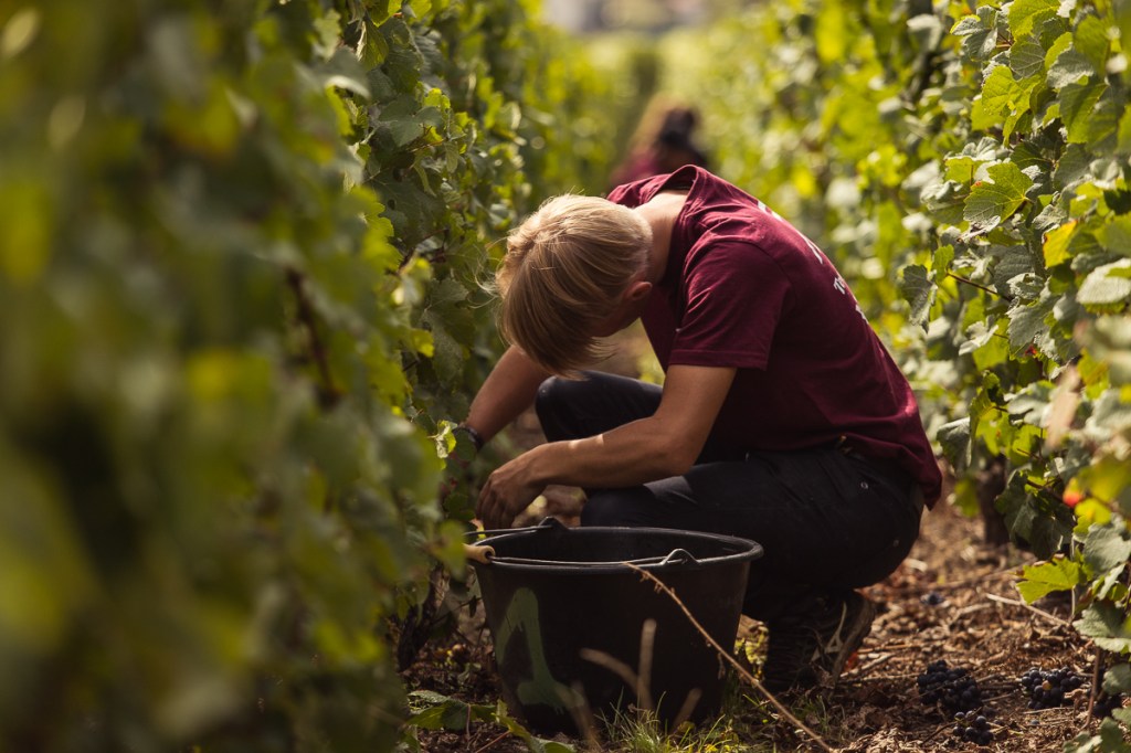 champagne-vigne-vendange-recolte-vigneron-recolte