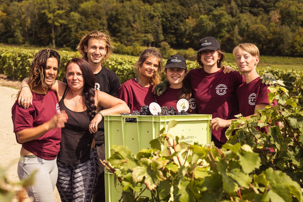 champagne-vigne-vendange-recolte-vigneron-recolte